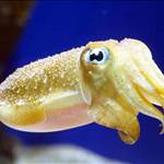 Cuttlefish