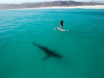 Shark attacks - are you a target? - Stand Up Paddle News