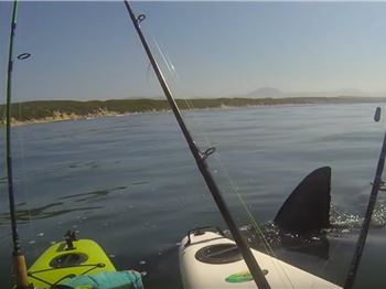 Great White Shark 'investigates' Kayak fisherman - Fishing News