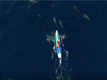 Shark! Oh wait... It's just a Dolphin - Stand Up Paddle News