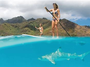 The Best Shark Repellent for Stand Up Paddlers: Free! - Stand Up Paddle News