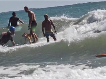 Hugs goes surfing - Stand Up Paddling Dogs in triple overhea - Stand Up Paddle News