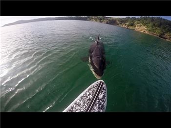 Killer Whale nudges SUP, Rider keeps his cool. - Stand Up Paddle News