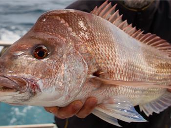 Thousands of Pink Snapper released along WA coastline - Fishing News