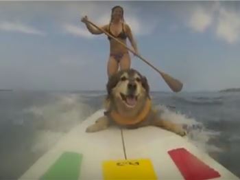 Watch this SUP dog learn to Surf in less than 2 minutes! - Stand Up Paddle News