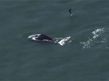 Kite Foiler Almost Collides With Whale! - Kitesurfing News