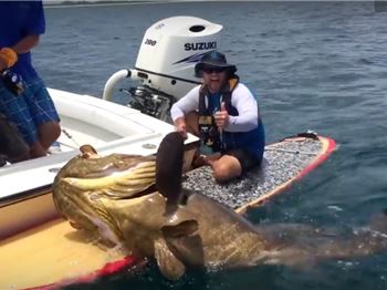 Giant Fish larger than SUP - caught by SUP! - Stand Up Paddle News