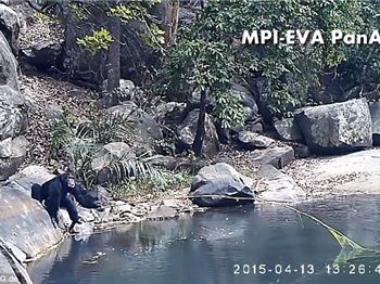 Are these chimpanzee's better at fishing than you? - Fishing News