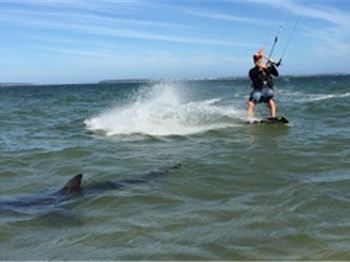 Kiteboarders Ride with Friendly Shark at Dolls Point, Sydney - Kitesurfing News