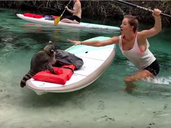 Cheeky Racoon Tries to Steal Stand Up Paddlers Lunch - Stand Up Paddle News