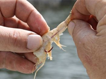 How to Bait a Prawn (Put it on your hook) - Fishing News