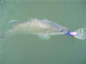 New Murray Cod laws from 1 December for NSW anglers - Fishing News