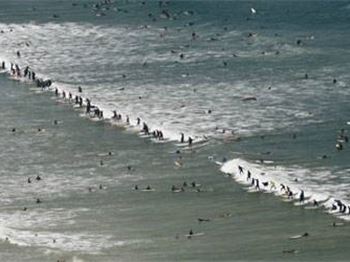 Cape Town - World Record Surfers On Wave - Surfing News