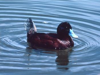 Commercial fisherman convicted over duck deaths - Fishing News