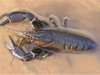 WA: Changes for marron season - Fishing News