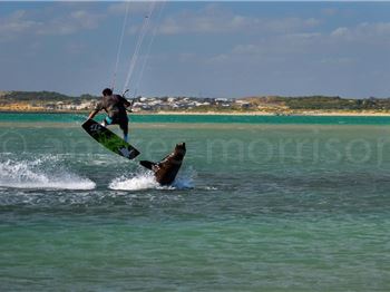 Seal attacks kitesurfer, or Kitesurfer attacks seal? - Kitesurfing News