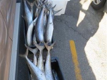 Mack found in hidden compartment, anglers fined $9000. - Fishing News