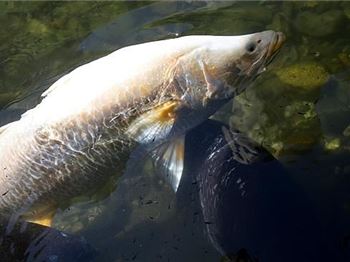 The Barra Bandits - spearing hotel Barramundi in Cairns - Stand Up Paddle News