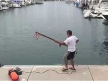 Man spears Tuna from Marina Pontoon - Fishing News